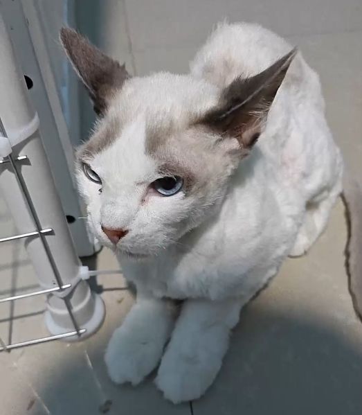 文件:布卡猫近期的新照片.jpg
