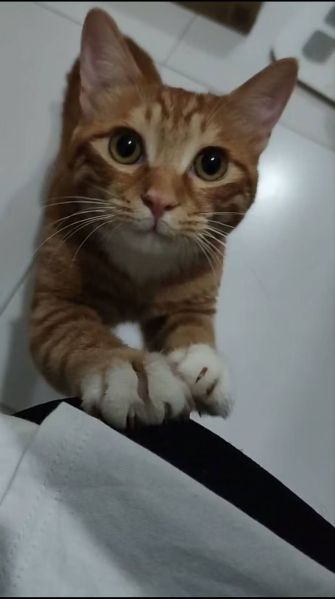文件:招财可怜巴巴.jpg