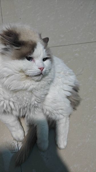 文件:布卡猫.jpg
