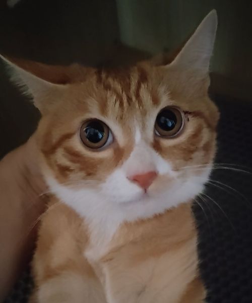 文件:显卡0.jpg