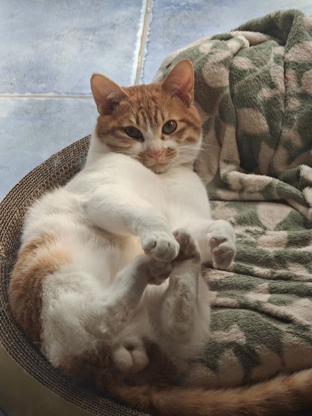 文件:汉堡猫.jpg