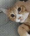 六只猫最难搞了（动图）