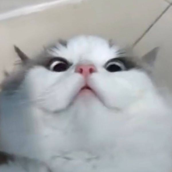 文件:布卡2.jpg