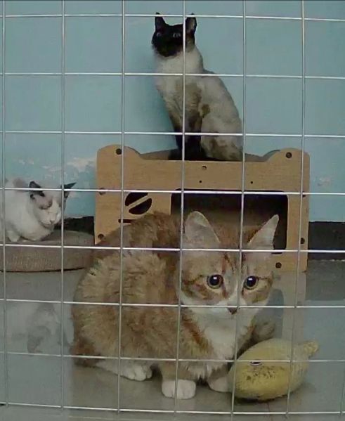 文件:显卡人的三只猫.jpg
