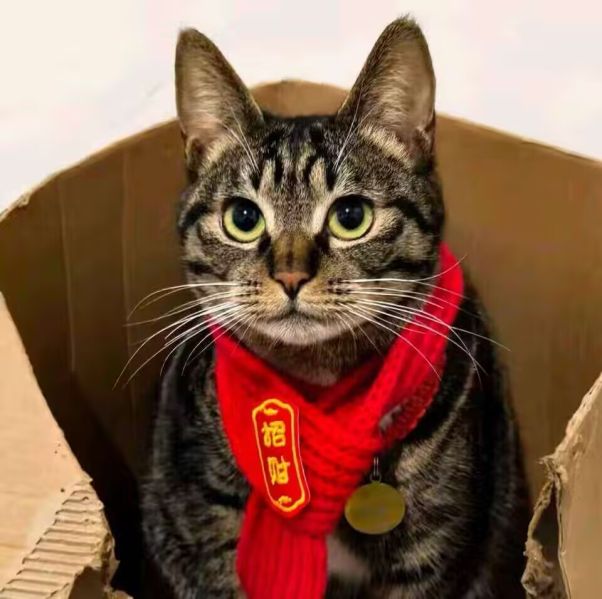 文件:奇诺6.jpg