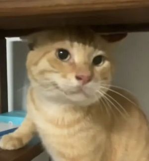 圆头耄耋半侧着脸.jpg