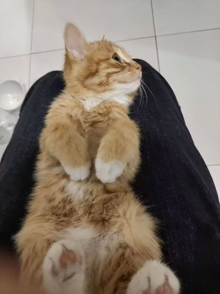 文件:小招财躺在猫反七腿上.jpg