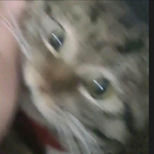 文件:奇诺之旅の奇诺.jpg
